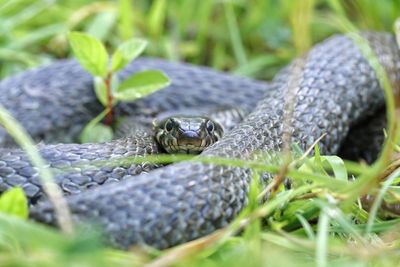 Portrait of snake on grass