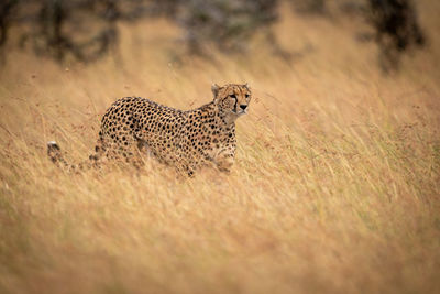 Cheetah walking on field