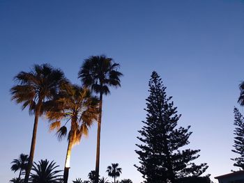 Low angle view of coconut palm trees against clear blue sky