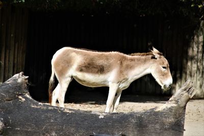 Side view of a horse