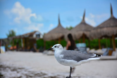 Close-up of seagull perching on a building