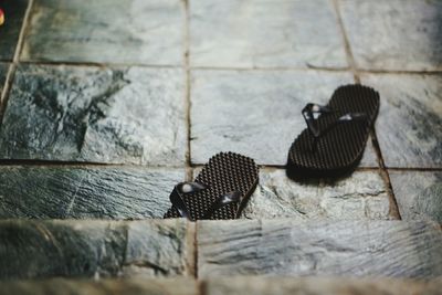 High angle view of snake