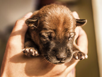 Close-up of a hand holding puppy