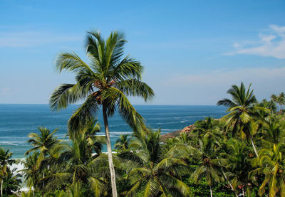 Palm trees by sea against sky