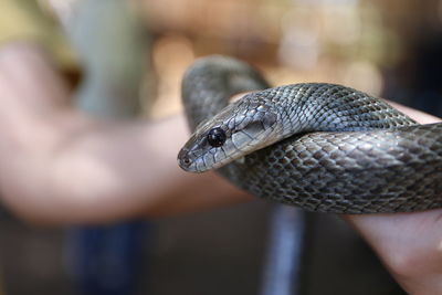 Close-up of a hand feeding