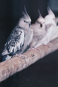 Close-up of bird perching on hand