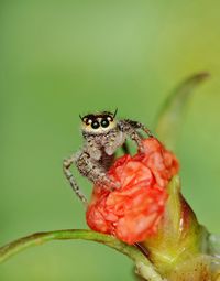 Close-up of insect on plant