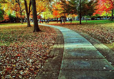 Footpath in park