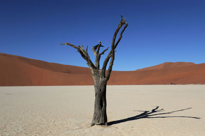 Dead plant on sand dune against clear sky