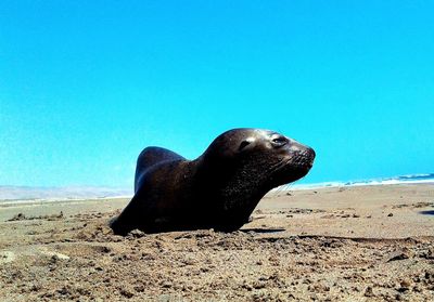 Close-up of sea lion on sand at beach