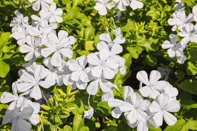 Close-up of white flowering plant in park