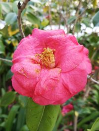 Close-up of pink rose flower