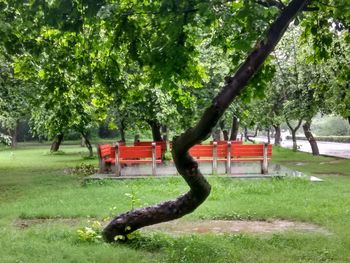 Trees in park