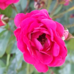 Close-up of pink rose blooming outdoors