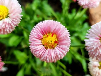 Close-up of pink flower in park