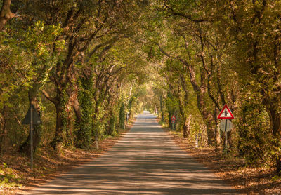 Empty road amidst trees