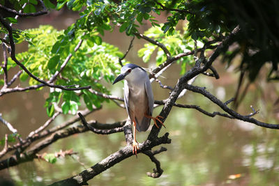 Low angle view of bird perching on tree