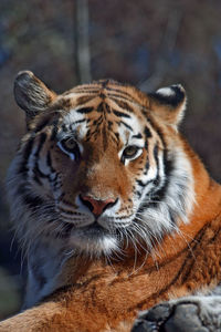 Close-up of tiger