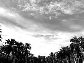 Low angle view of palm trees against sky