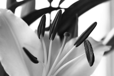 Close-up of flower blooming outdoors