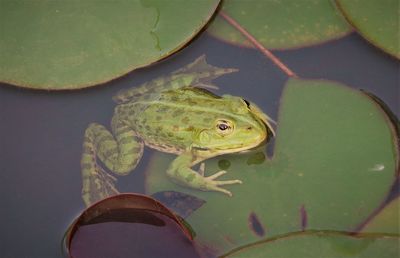 Close-up of turtle in water