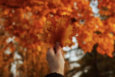 Close-up of hand holding maple leaf