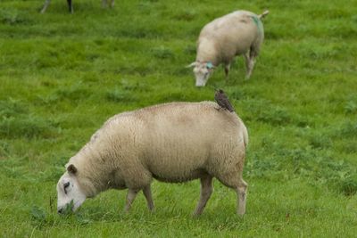 Sheep grazing on field