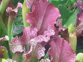 Close-up of pink flower