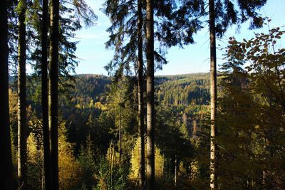 Pine trees in forest against sky