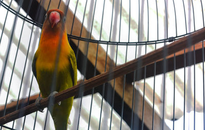 Close-up of parrot perching in cage