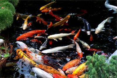 High angle view of koi carps swimming in lake