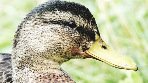 Close-up of bird