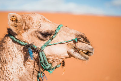 Lizard in a desert