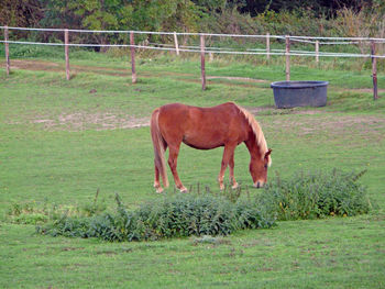 Horse grazing on field