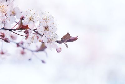 Close-up of cherry blossom tree