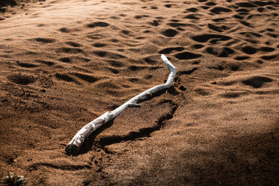 High angle view of stick on sand