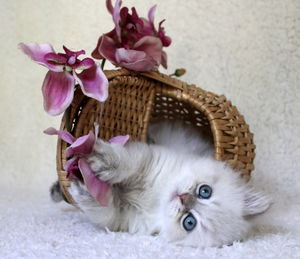 Cat relaxing in basket