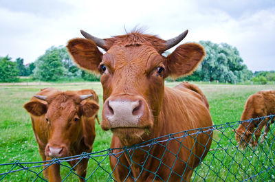 Portrait of cow on field