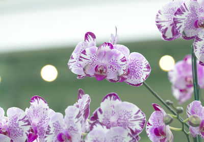 Close-up of fresh pink cherry blossom flowers