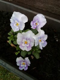 High angle view of purple flowering plants