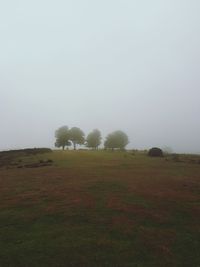 Trees on field against sky