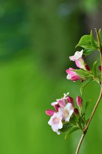 Close-up of pink flowering plant