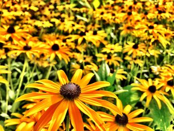 Close-up of yellow flower blooming in field