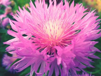 Close-up of flowers blooming outdoors