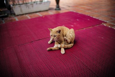 High angle view of cat relaxing on floor