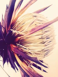 Close-up of flower head