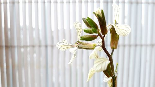 Close-up of flowers against blurred background