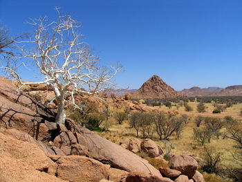 Bare trees on rocky landscape against clear blue sky