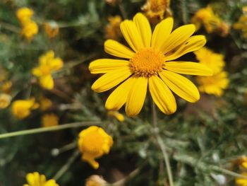 Close-up of yellow flowering plant