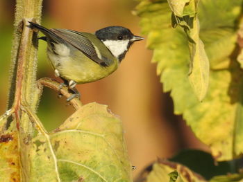 Close-up of bird perching on leaf